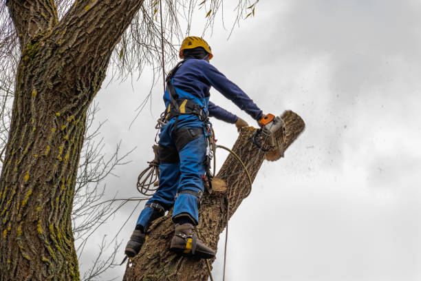 Best Root Management and Removal  in Spring Hope, NC