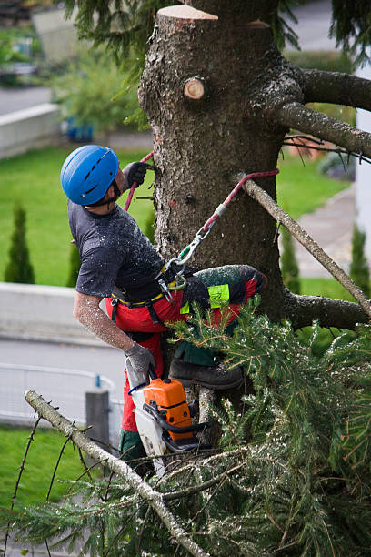 Best Lawn Drainage Solutions  in Spring Hope, NC