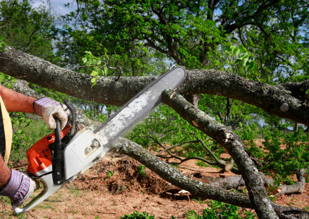 Best Hazardous Tree Removal  in Spring Hope, NC